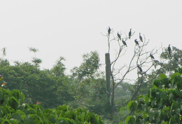 Mai Po Wetland Nature Reserve Landscape